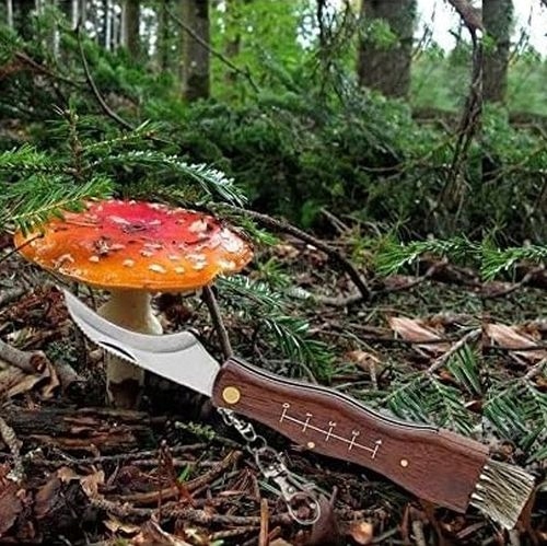 Nóż Do Grzybów Scyzoryk Na Grzyby Składany Ze Szczoteczką Dla Grzybiarza