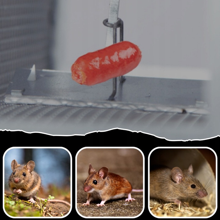 Pułapka Żywołapka Na Szczury Myszy Gryzonie Kuny Klatka Łapka Humanitarna