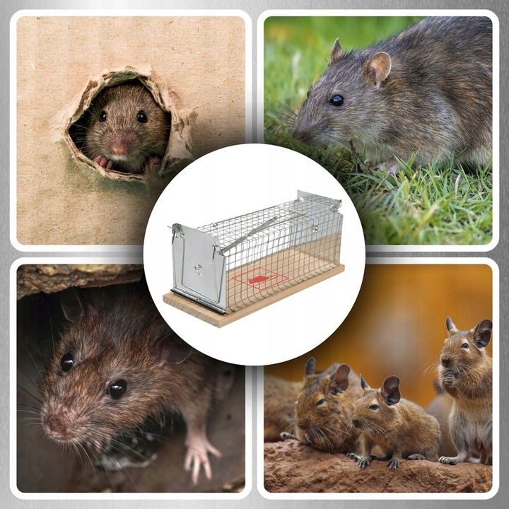 Pułapka Żywołapka Na Szczury Myszy Gryzonie Kuny Klatka Łapka Humanitarna