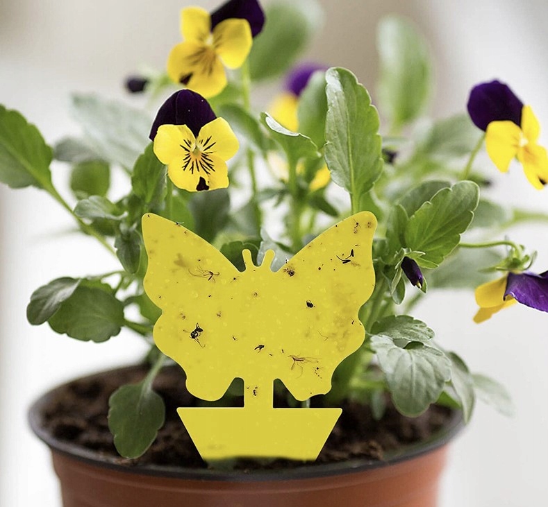 Żółte Lepy Do Doniczek Na Owady Ziemiórki Mszyce Muszki Owocówki 20 Sztuk