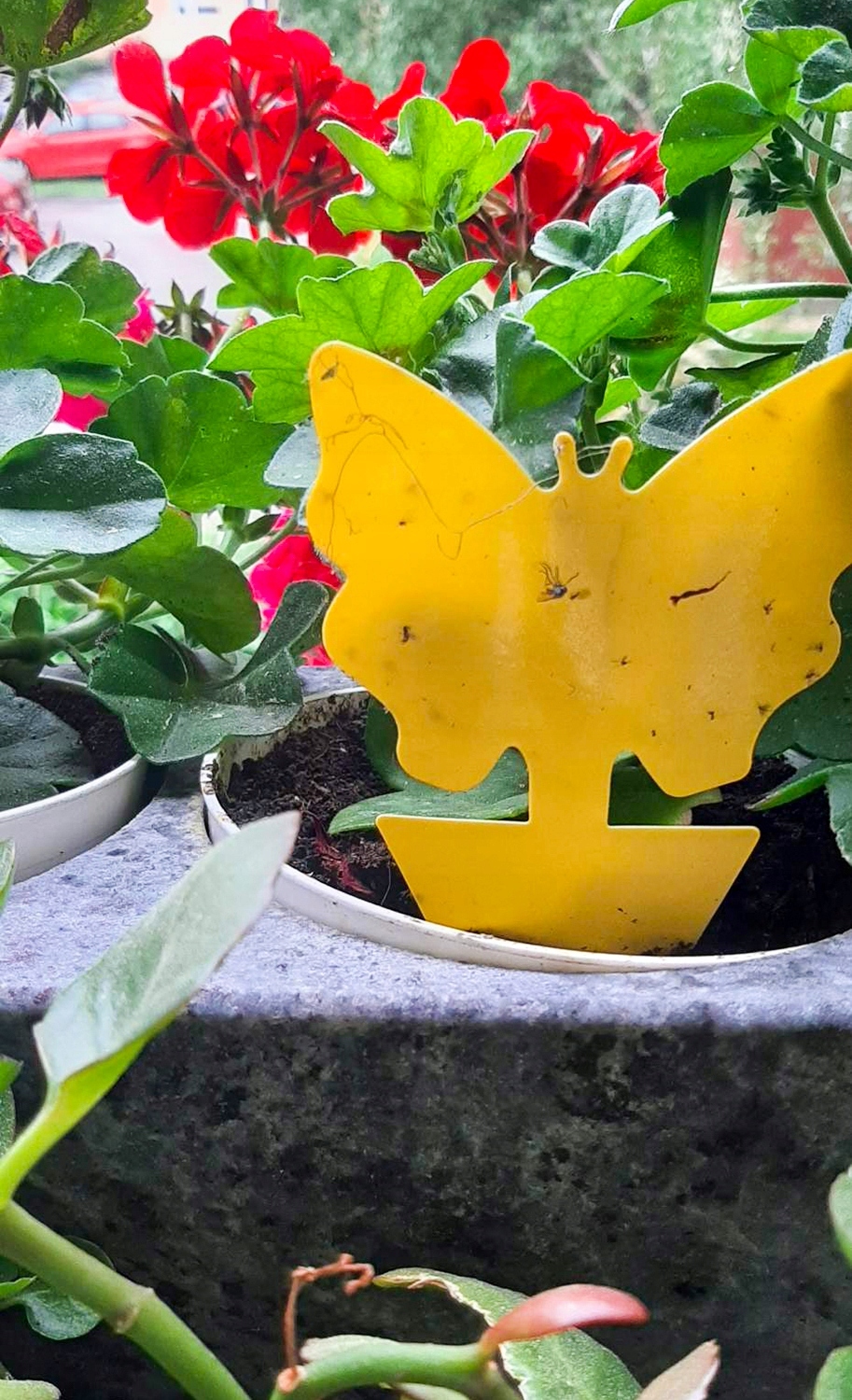 Żółte Lepy Do Doniczek Na Owady Ziemiórki Mszyce Muszki Owocówki 20 Sztuk