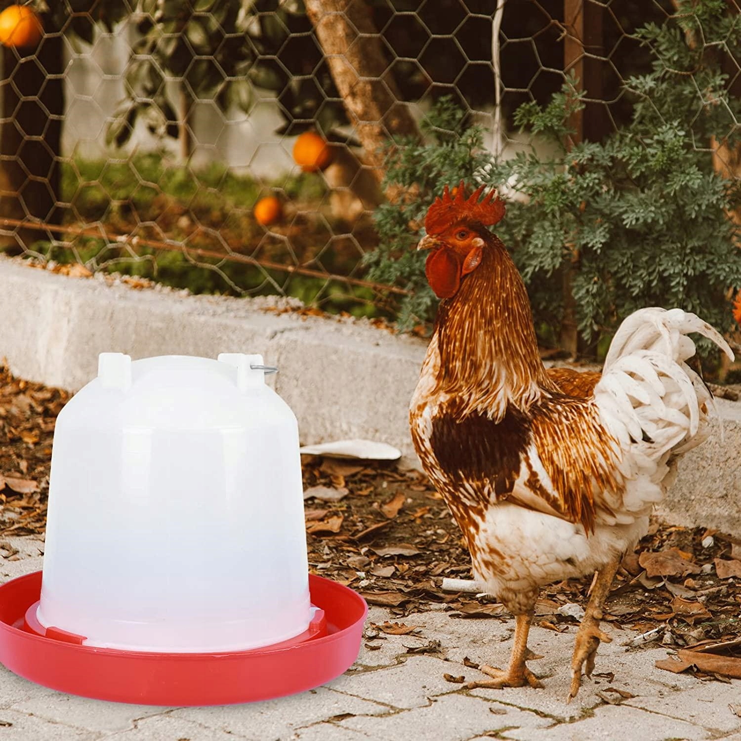 Poidło Dla Kur Drobiu 3 Litry Poidła Drób Kurcząt Gołebi Kaczek