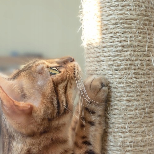 Drapak Dla Kota Domek Szary Drzewko Legowisko Zabawka Piłka