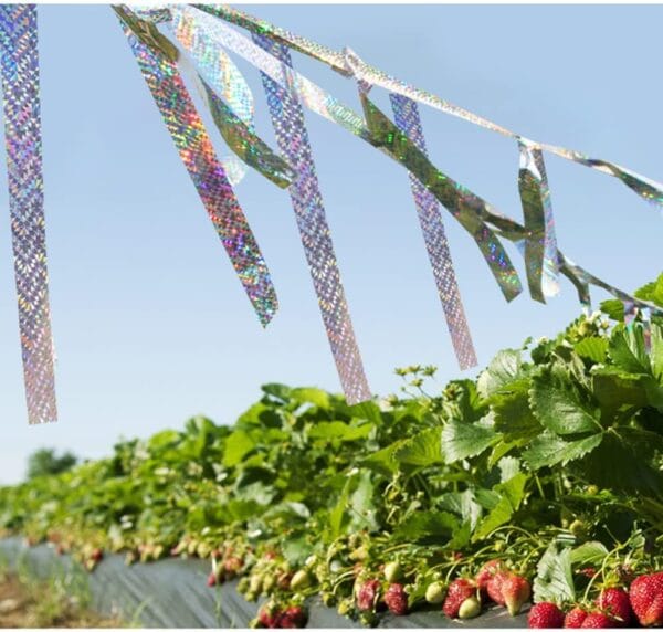 TAŚMA ODSTRASZAJĄCA PTAKI 5CM x 80M ODBLASKOWA ODSTRASZACZ PTAKÓW DO OGRODU